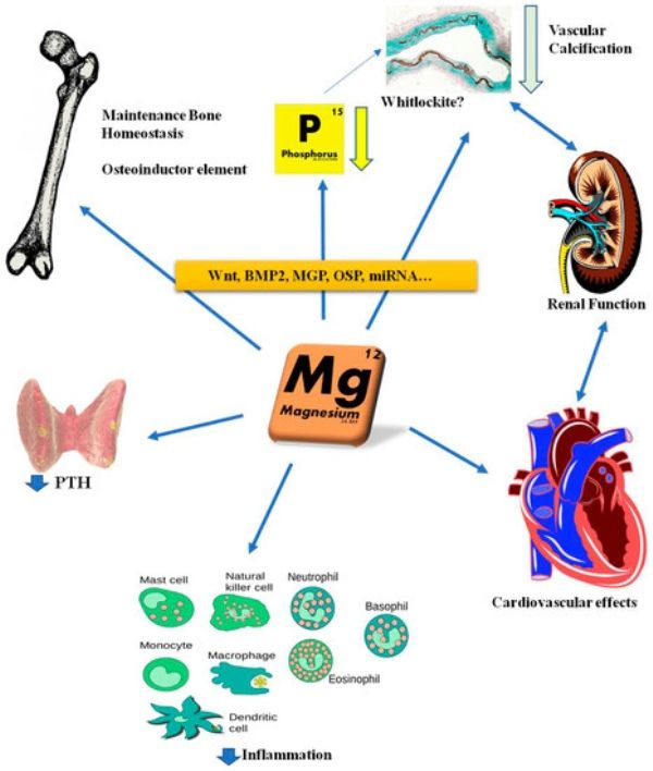 Biological role of magnesium