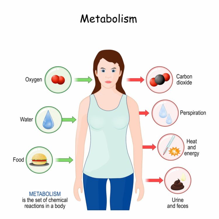 metabolism 1024x1024 1
