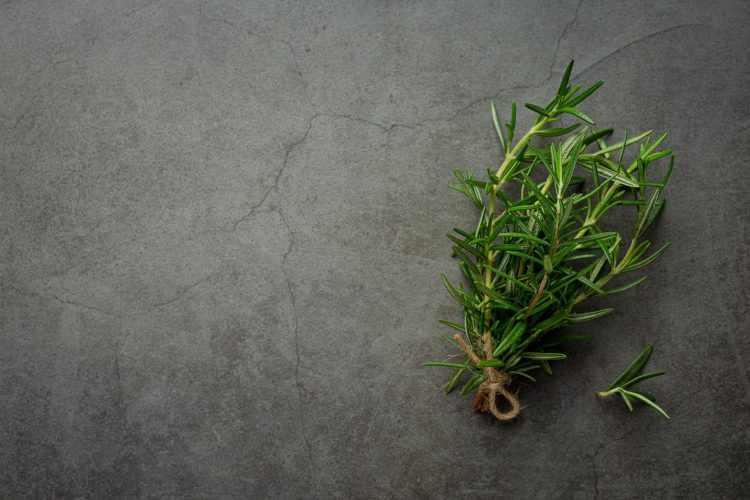 rosemary plants place dark floor