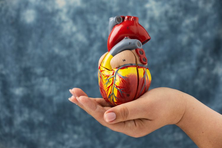 person holding anatomic heart model educational purpose
