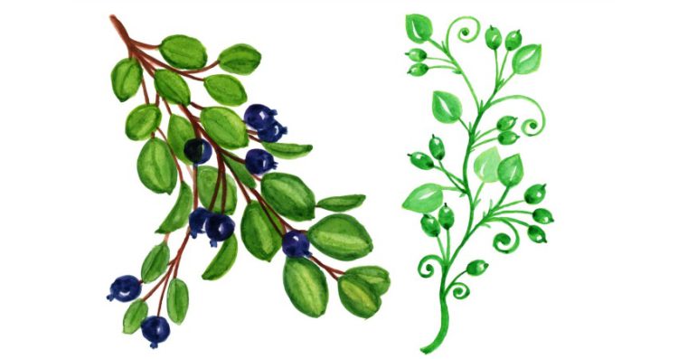 watercolor drawings plants branches with leaves berries handpainted watercolor floral fall 653742 149